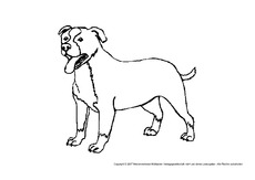 Labrador.pdf